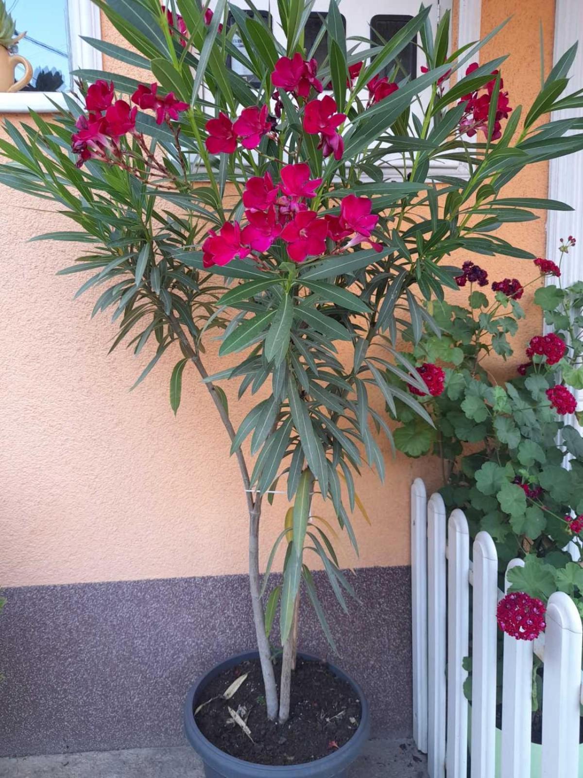 Apartmani Nikolic Visegrad Luaran gambar